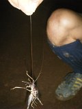 Giant cave cricket